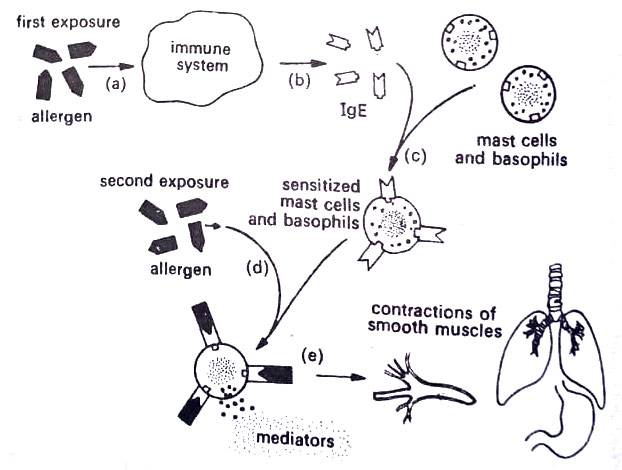 BSc Microbiology Immune Disorders Notes